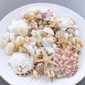 1 box of about 100pcs Bohemian Conch Shell Mix Set - For DIY Jewelry Resin Art Handmade Materials, Fish Tank Bathroom Home Decor