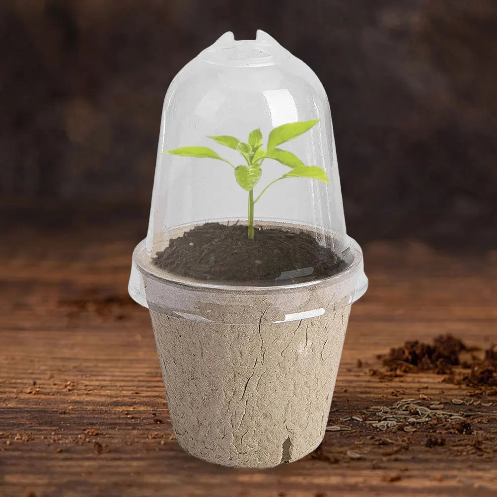 10Pcs Seedling Cup Seedling Pot Transparent Lid Greenhouse Breeding Box Biodegradable Plant Growing Cup Versatile for Gardening