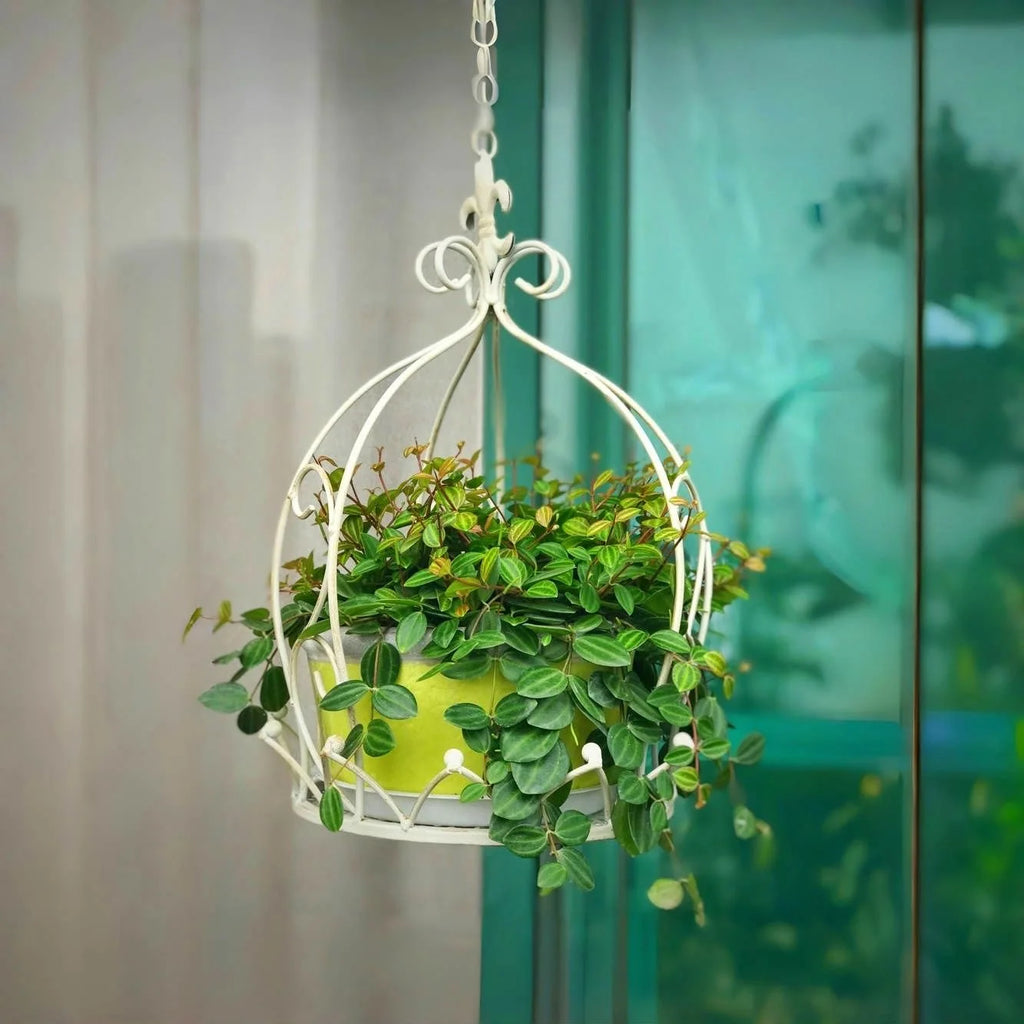 European style iron hanging basket indoor balcony hanging hanging basket outdoor garden courtyard succulent flower pot rack