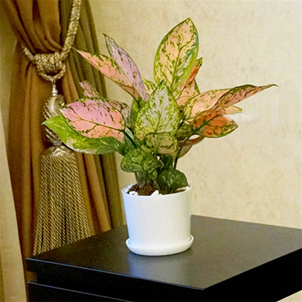 1/5Pcs White Modern Flower Pots With Trays Garden Balcony Desk Thicken Boxes Home Office Minimalist Bonsai Polygonal Containers