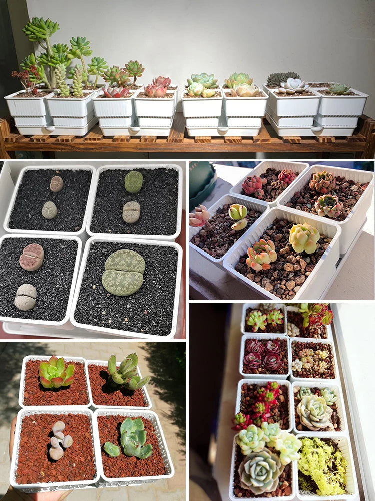 Meshpot 4 pcs Succulent Square pot with 1tray set for Cactus Lipthops, Astrophytum Plants Planting or Nursery Flower Pot. 6cm