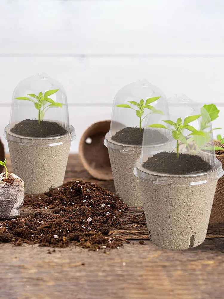 10Pcs Seedling Cup Seedling Pot Transparent Lid Greenhouse Breeding Box Biodegradable Plant Growing Cup Versatile for Gardening